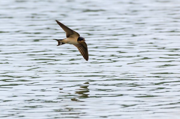 Barn Swallow