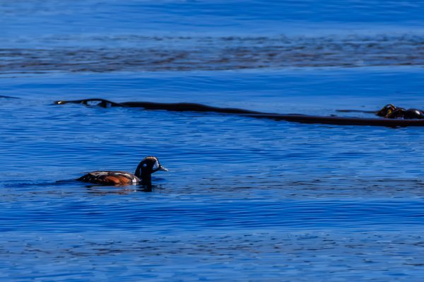 Harlequin Duck