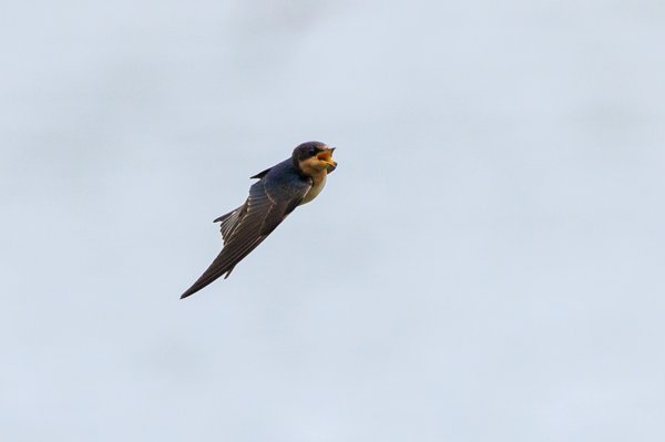 Barn Swallow