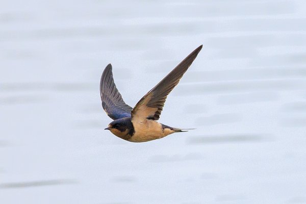 Barn Swallow