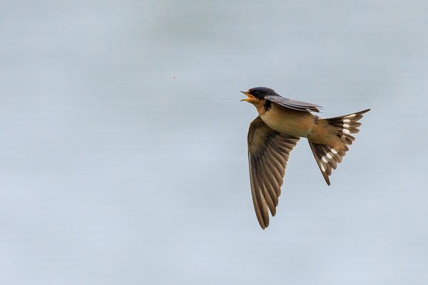 Barn Swallow