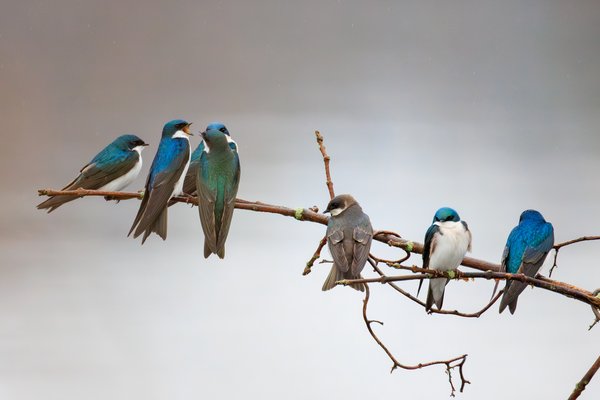 Tree Swallow