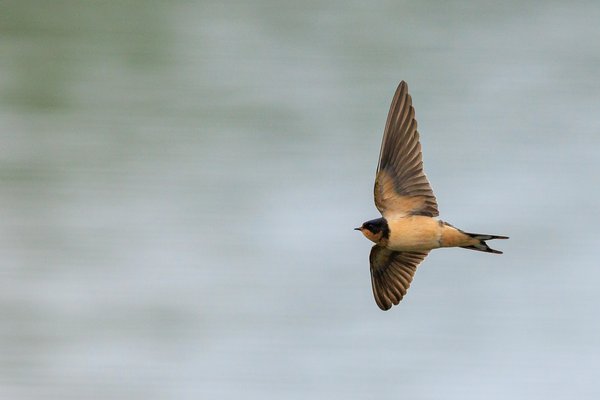 Barn Swallow
