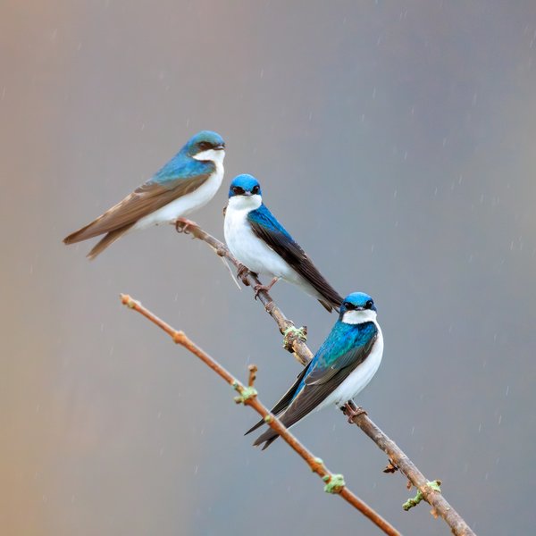 Tree Swallow