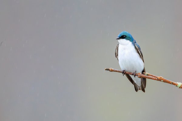 Tree Swallow