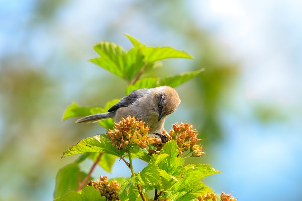 Bushtit