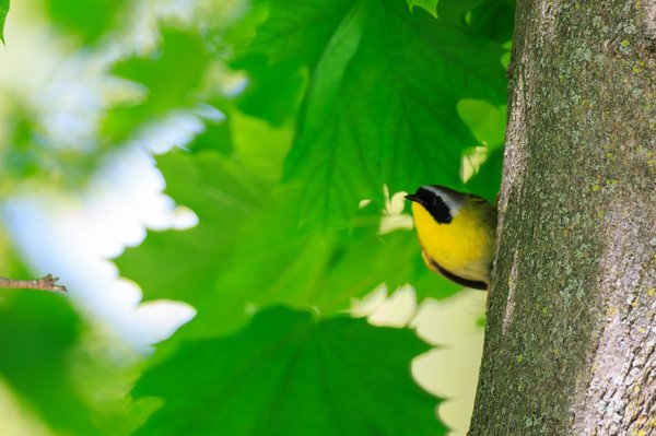 Common Yellowthroat