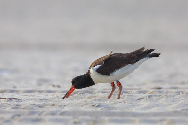 American Oystercatcher