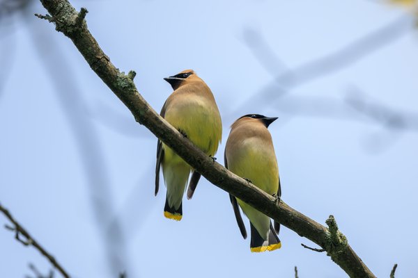 Cedar Waxwing