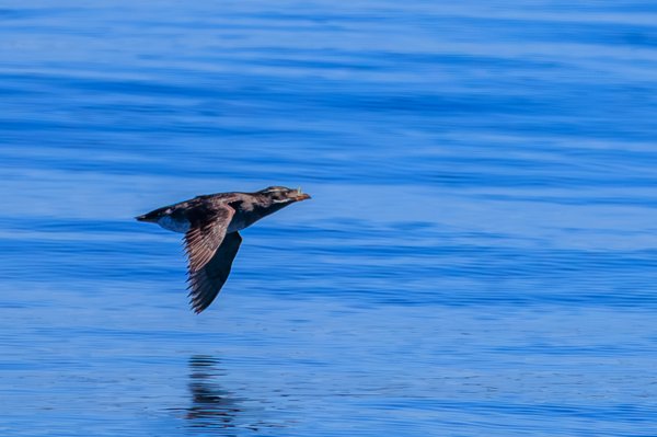 Rhinoceros Auklet