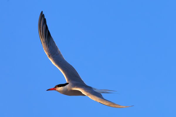 Common Tern