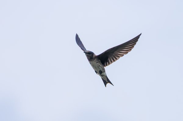 Purple Martin
