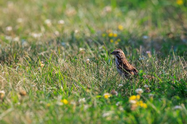 Song Sparrow