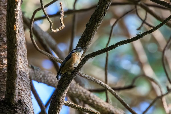 Red-breasted Nuthatch