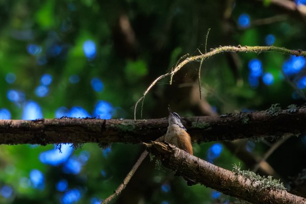 Red-breasted Nuthatch