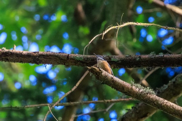 Red-breasted Nuthatch