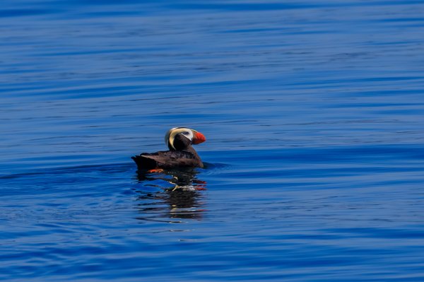 Tufted Puffin