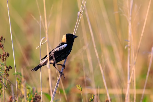 Bobolink