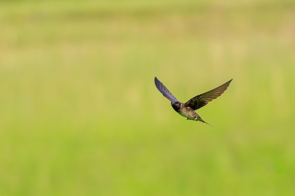 Purple Martin