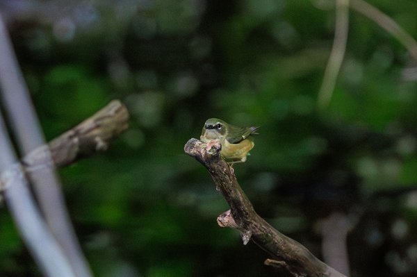 Black-throated Blue Warbler