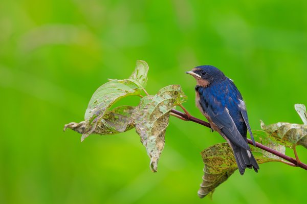 Barn Swallow