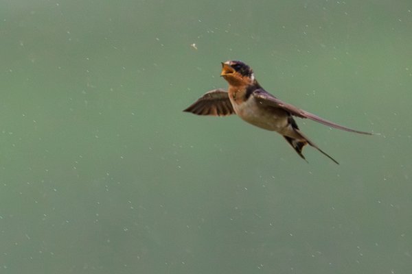 Barn Swallow