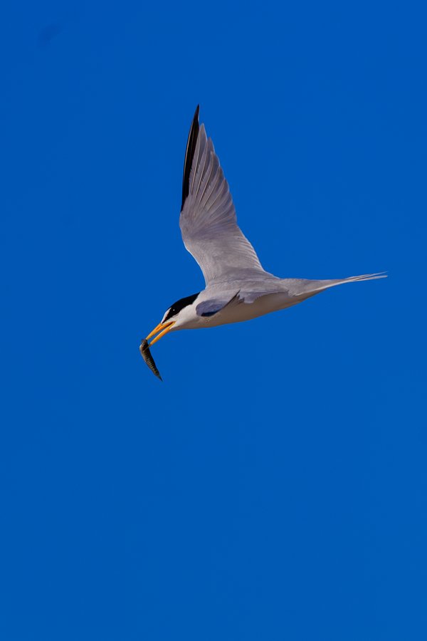 Least Tern