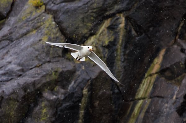 Black-legged Kittiwake