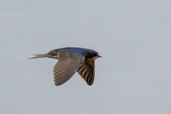 Barn Swallow
