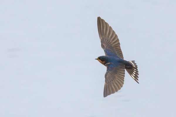 Barn Swallow