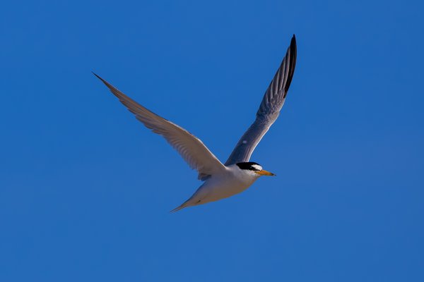 Least Tern