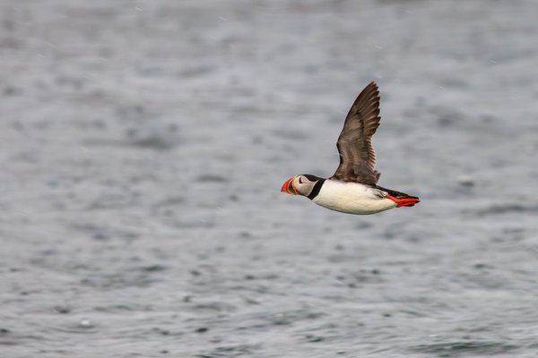Atlantic Puffin