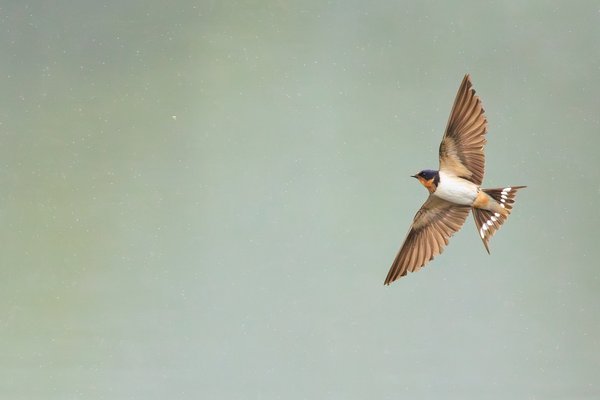 Barn Swallow