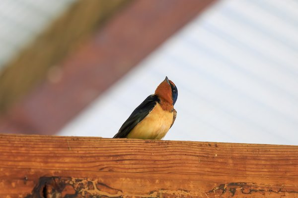 Barn Swallow