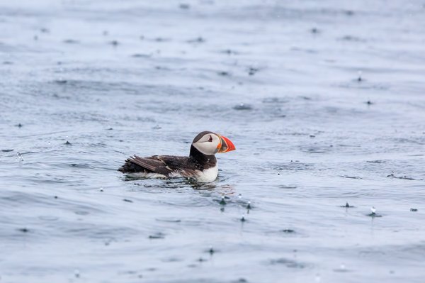 Atlantic Puffin