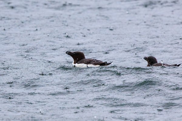 Razorbill