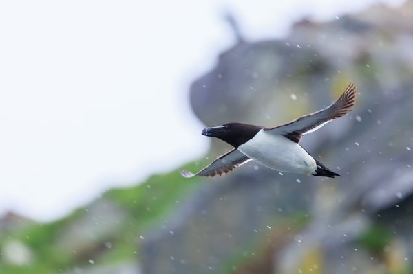 Razorbill