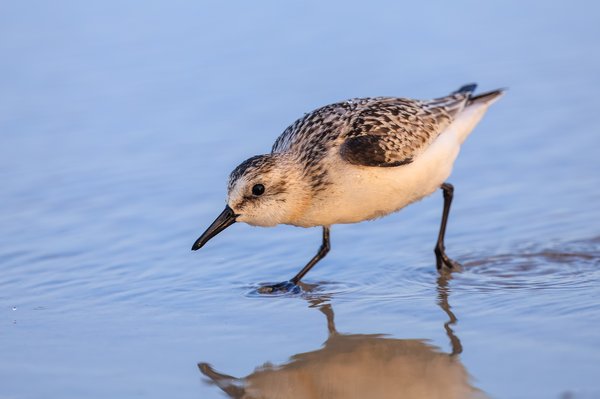 Semipalmated Sandpiper