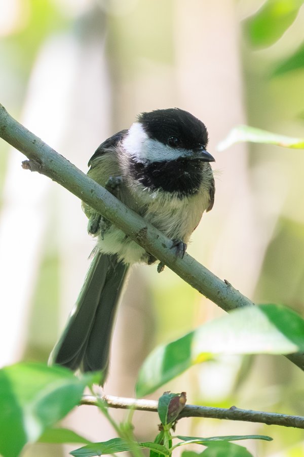 Black-capped Chickadee