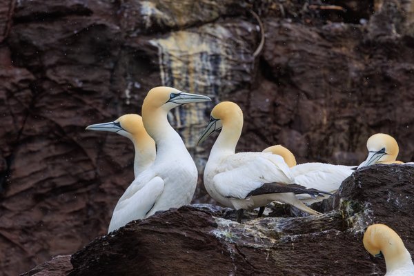 Northern Gannet