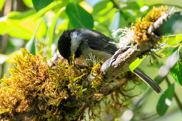 Black-capped Chickadee