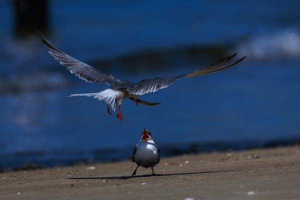 Common Tern