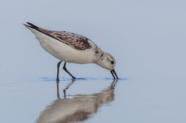 Semipalmated Sandpiper
