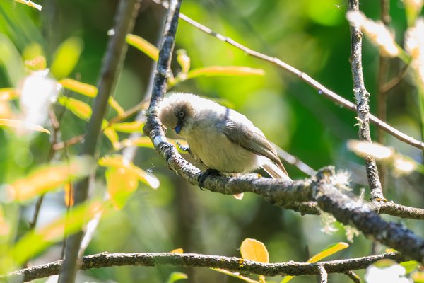 Bushtit