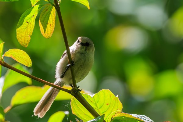 Bushtit