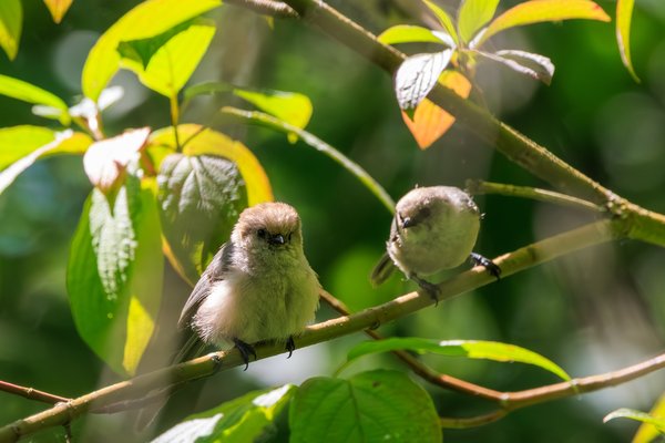 Bushtit