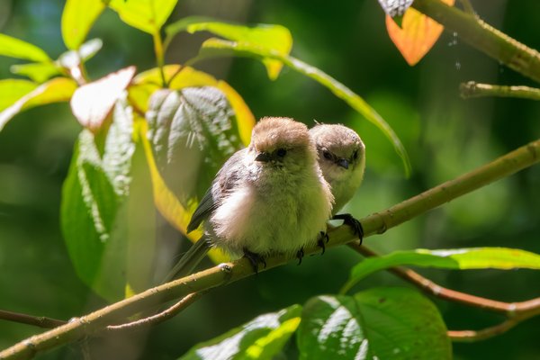 Bushtit