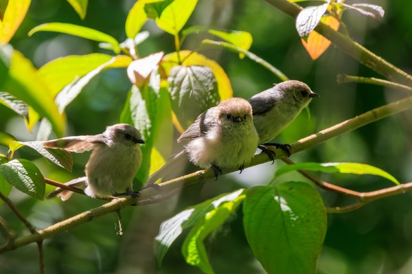 Bushtit