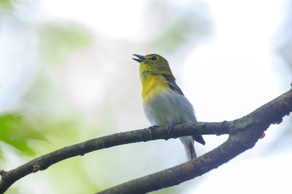 Yellow-throated Vireo