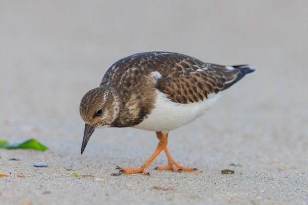Ruddy Turnstone